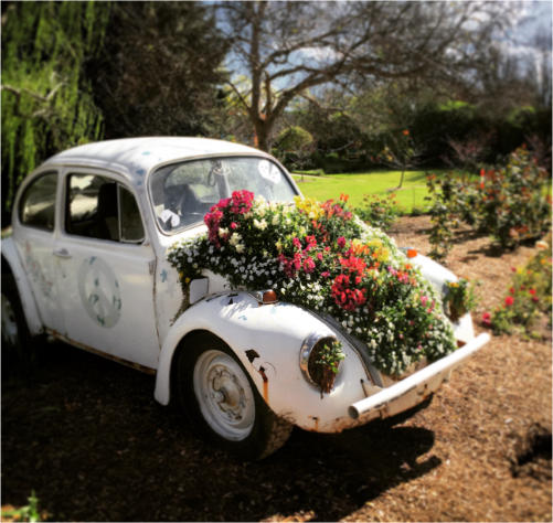 a classic beetle car with flowers in the bonnet